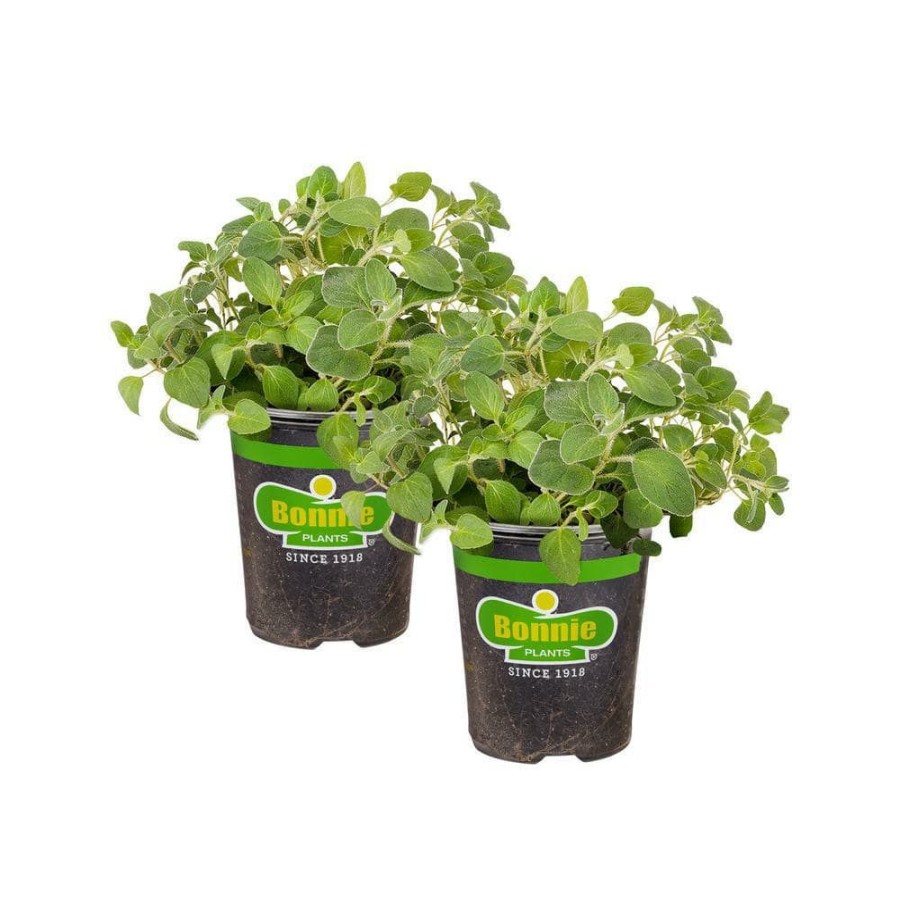 Outdoor Plants * | Budget 19 Oz. Italian Oregano Herb Plant (2-Pack) By Bonnie Plants