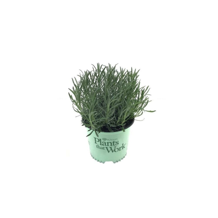 Outdoor Plants * | Cheap French Lavender (Lavendula) Phenomenal Plant By Unbranded