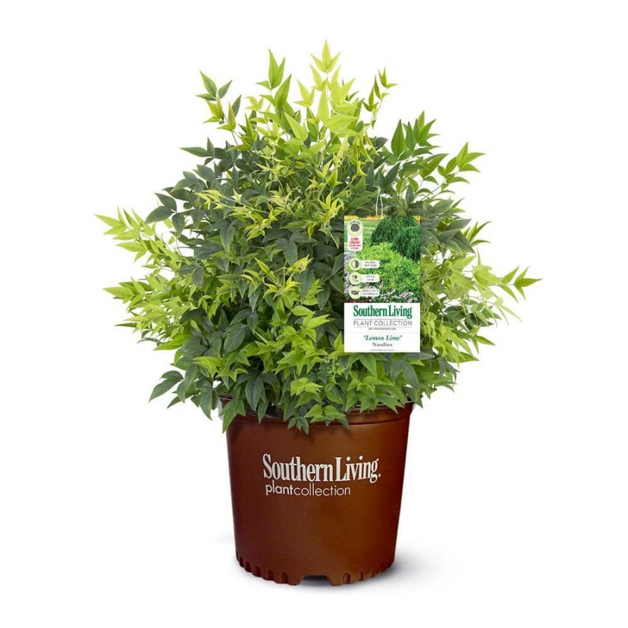 Outdoor Plants * | Best Reviews Of 2 Gal. Lemon Lime Nandina Shrub With Lime Green Foliage By Southern Living