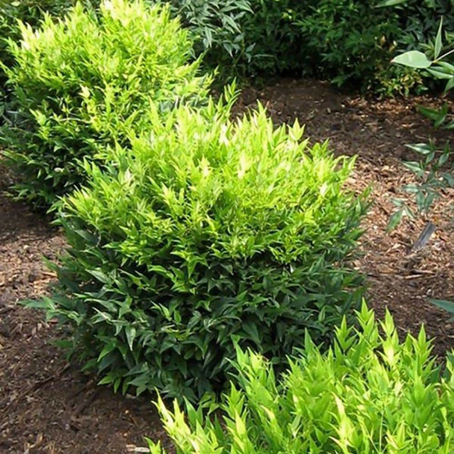 Outdoor Plants * | Best Reviews Of 2 Gal. Lemon Lime Nandina Shrub With Lime Green Foliage By Southern Living