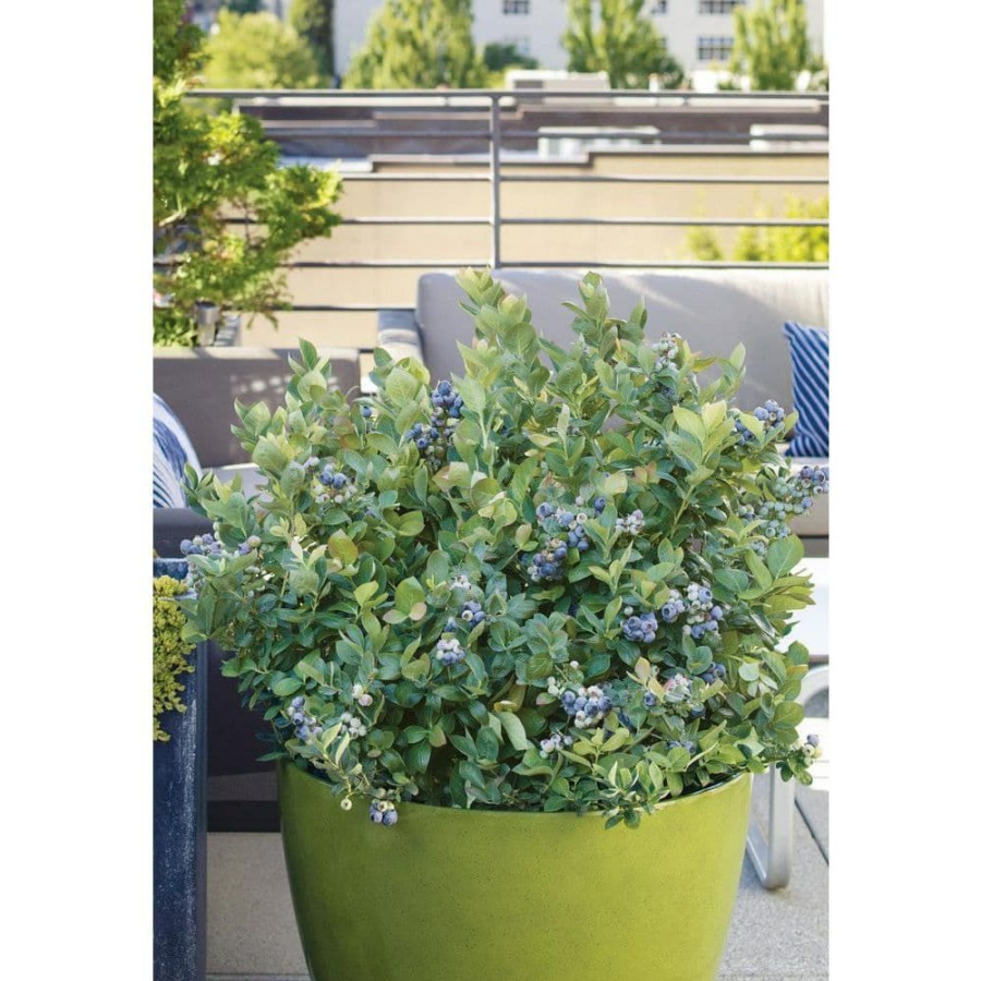 Outdoor Plants * | Discount 1 Gal. Peach Sorbet Blueberry Plant (2-Pack) By Online Orchards