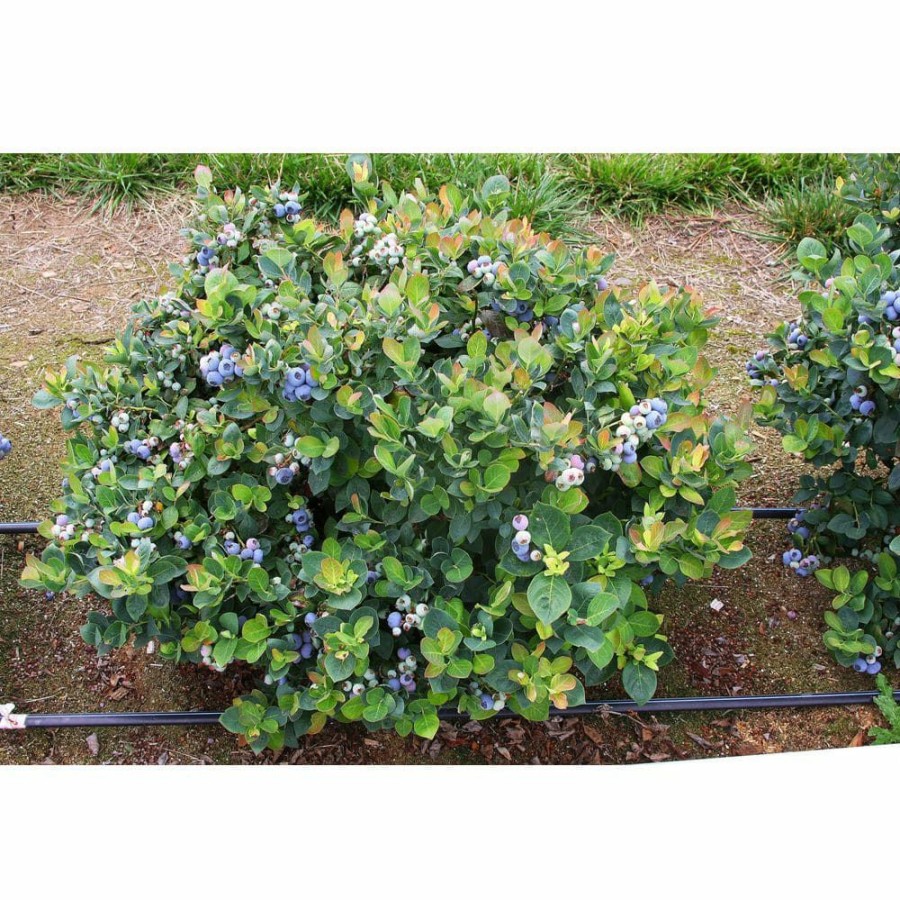 Outdoor Plants * | Discount 1 Gal. Peach Sorbet Blueberry Plant (2-Pack) By Online Orchards