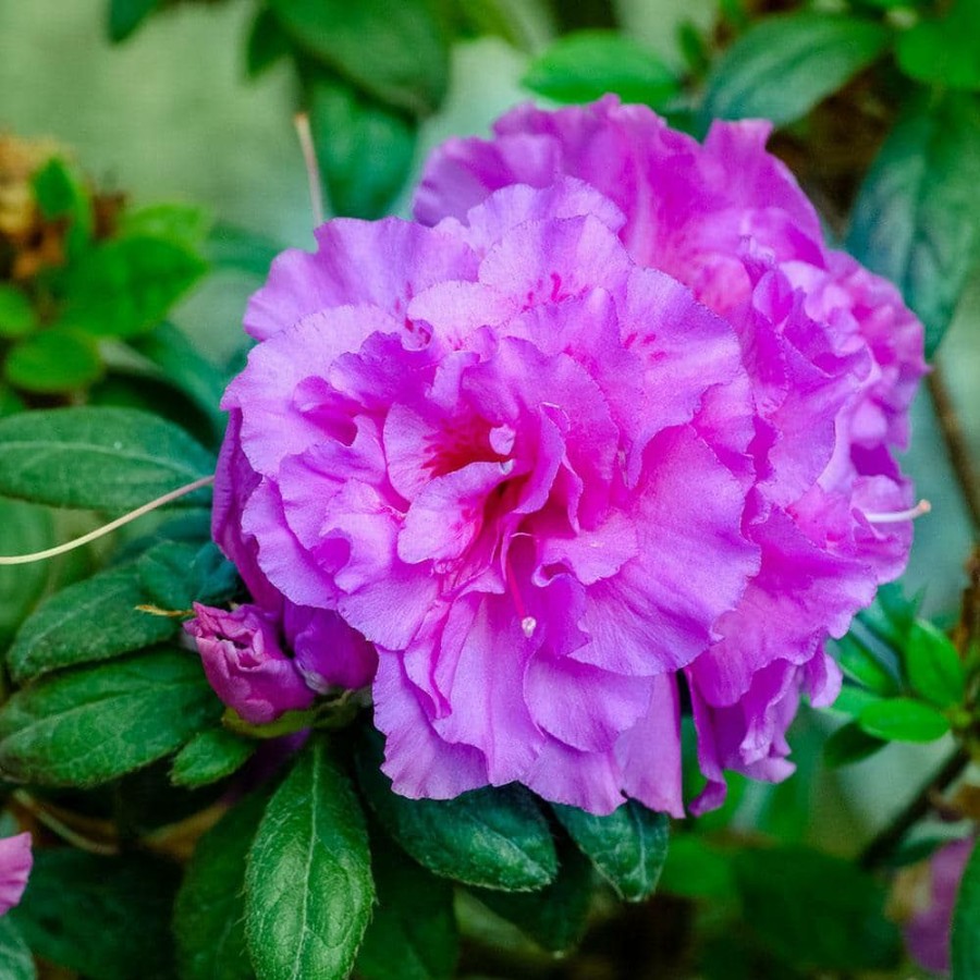 Outdoor Plants * | Deals 1 Gal. Autumn Majesty Encore Azalea Shrub With Purple Ruffled Reblooming Flowers