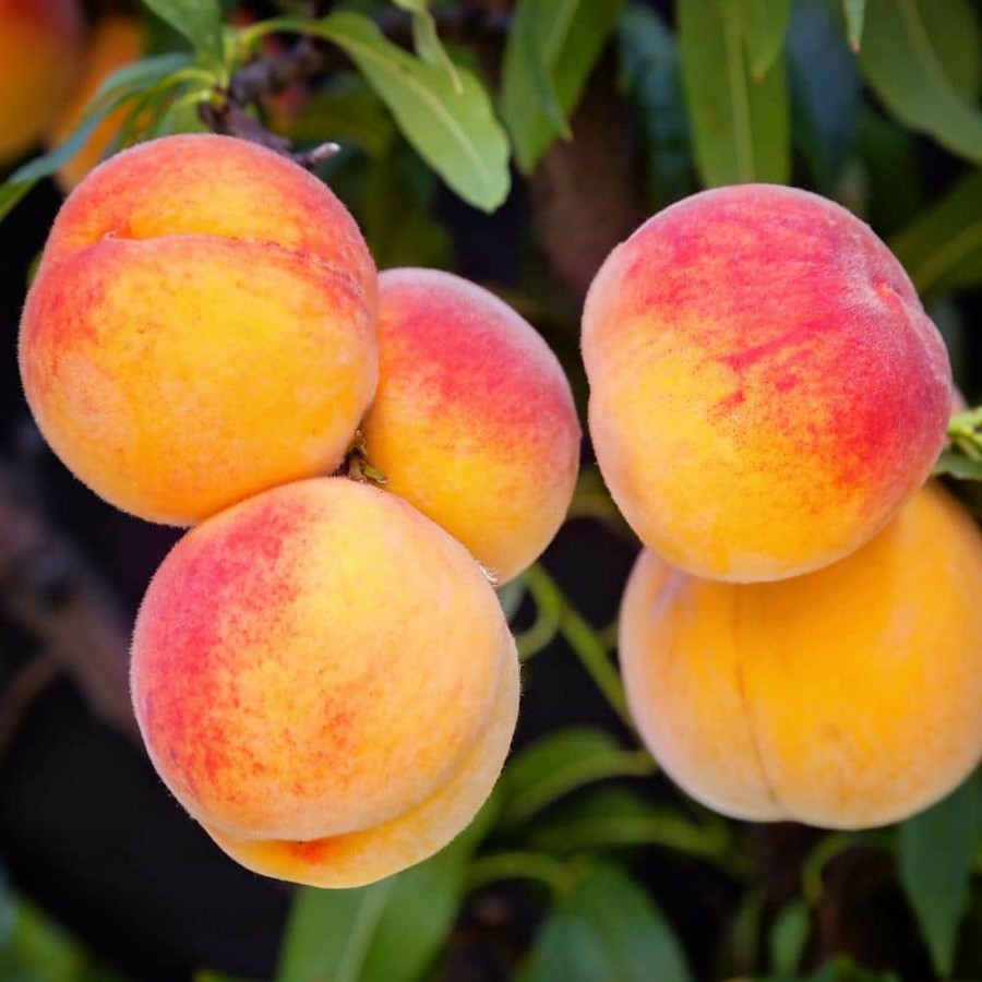 Outdoor Plants * | Best Deal 1 Gal. Belle Of Georgia Peach Tree By Unbranded