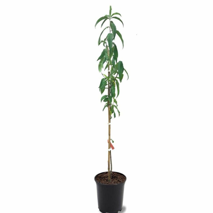 Outdoor Plants * | Best Deal 1 Gal. Belle Of Georgia Peach Tree By Unbranded