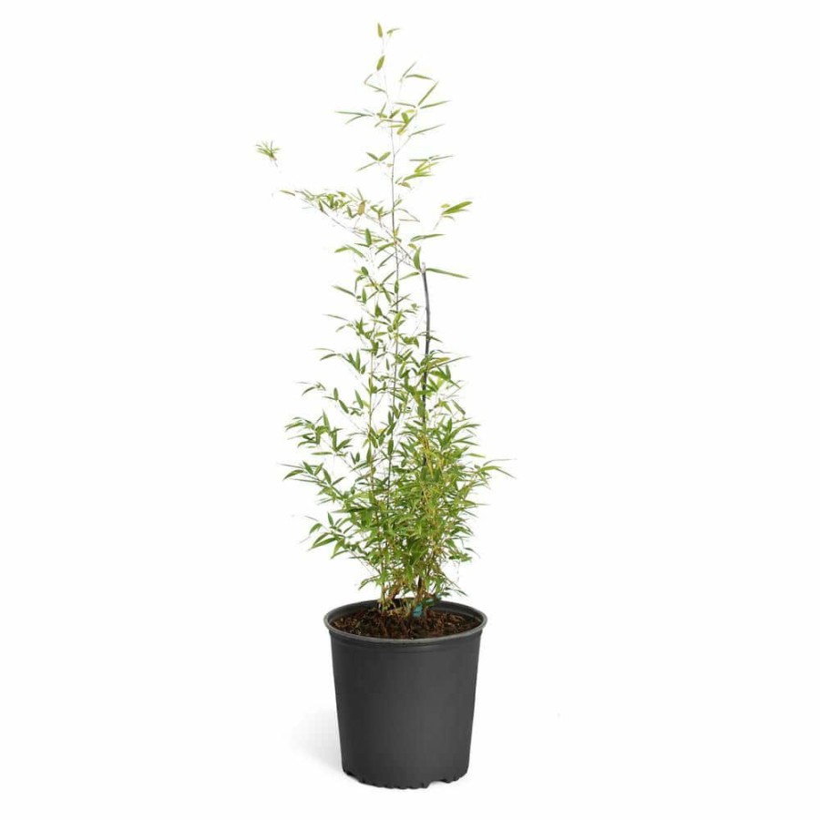 Outdoor Plants * | Best Pirce 3 Gal. Black Bamboo Tree By Brighter Blooms