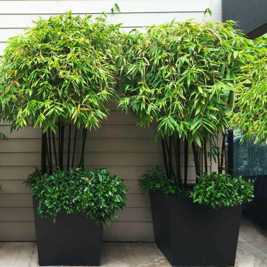 Outdoor Plants * | Best Pirce 3 Gal. Black Bamboo Tree By Brighter Blooms