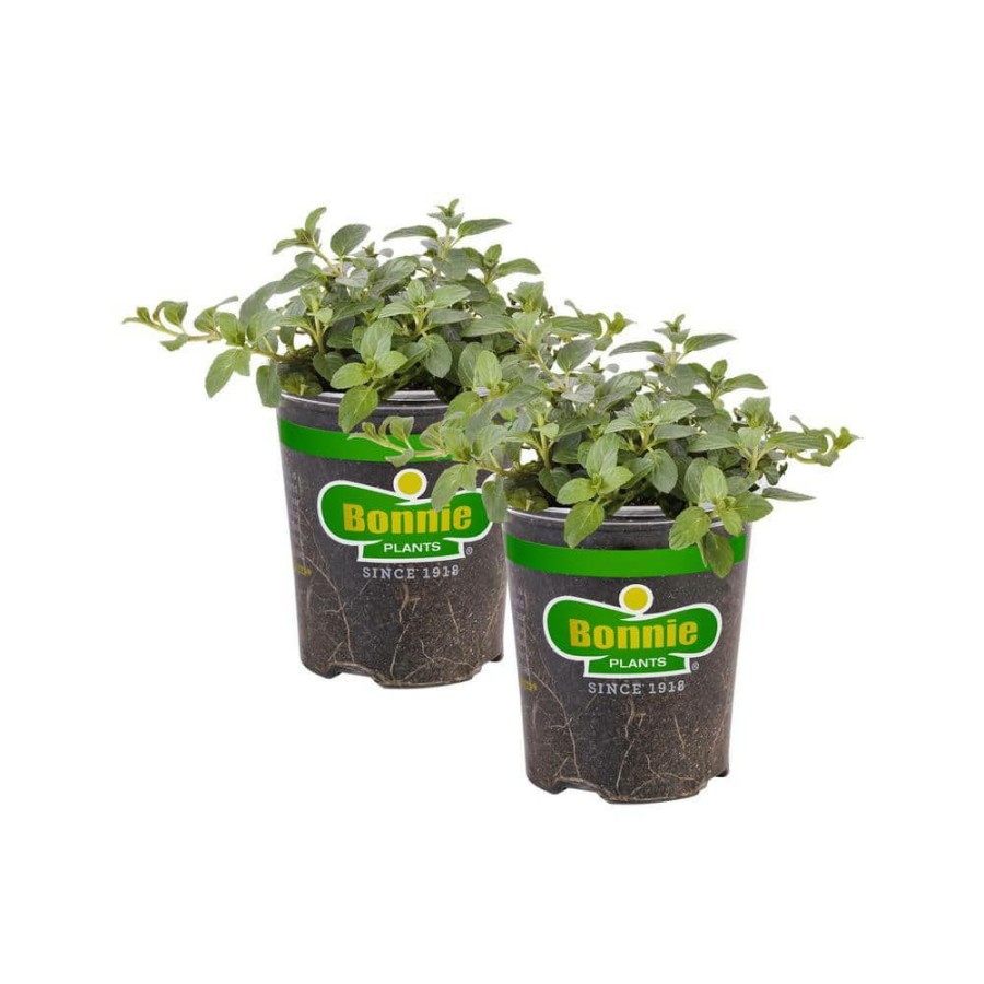 Outdoor Plants * | Best Reviews Of 19 Oz. Peppermint Herb Plant (2-Pack) By Bonnie Plants