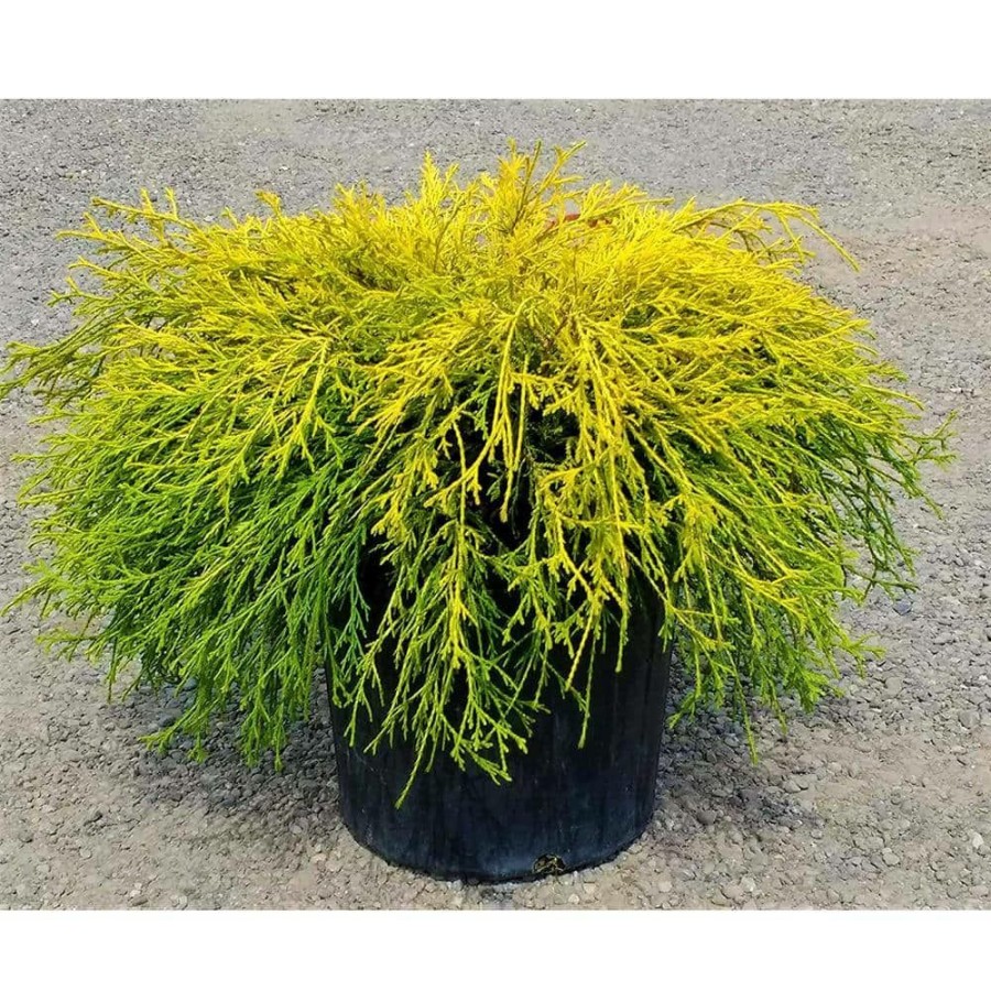 Outdoor Plants * | Hot Sale 1 Gal. Gold Mop Threadbranch Cypress Shrub With Colorful Golden Yellow Evergreen Foliage By Online Orchards