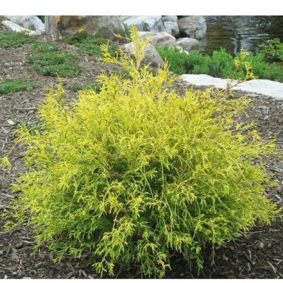 Outdoor Plants * | Hot Sale 1 Gal. Gold Mop Threadbranch Cypress Shrub With Colorful Golden Yellow Evergreen Foliage By Online Orchards