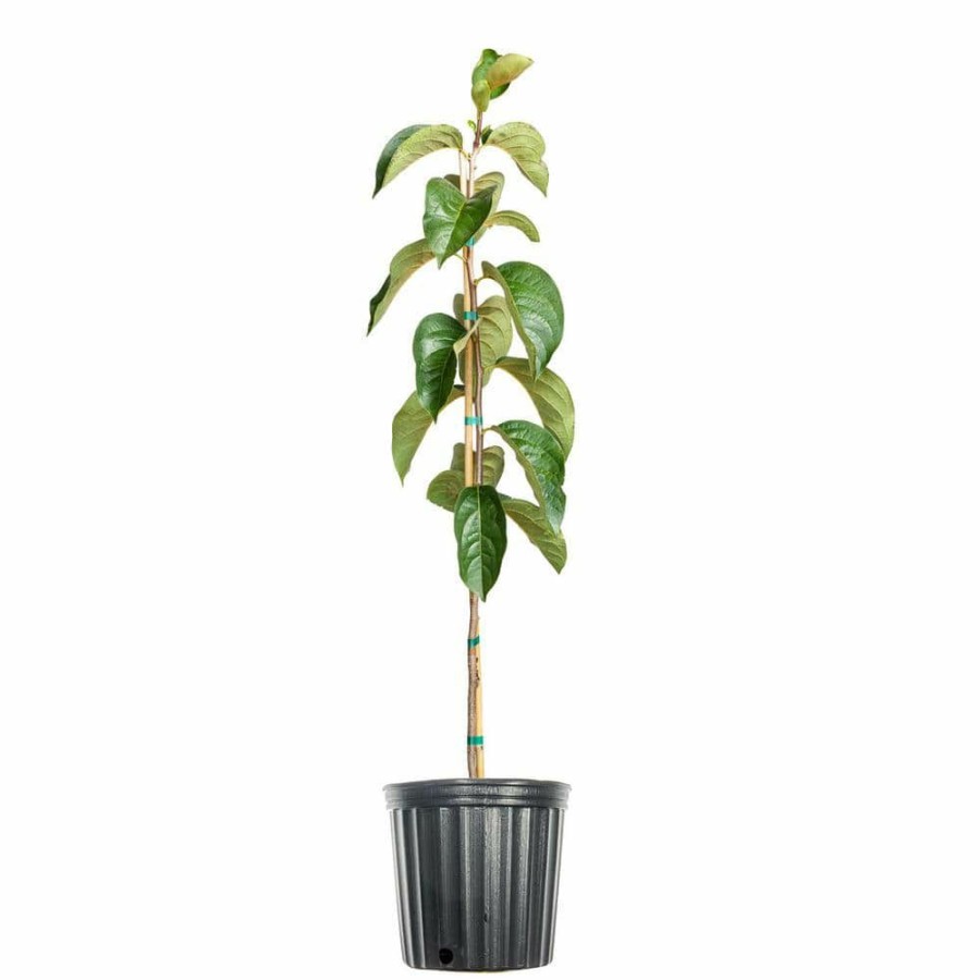 Outdoor Plants * | Flash Sale 4.5 Ft. Tall Hachiya Persimmon Tree, Astringent Persimmon Variety By Perfect Plants