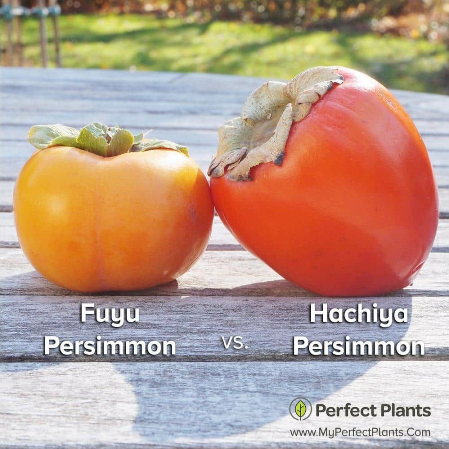 Outdoor Plants * | Flash Sale 4.5 Ft. Tall Hachiya Persimmon Tree, Astringent Persimmon Variety By Perfect Plants