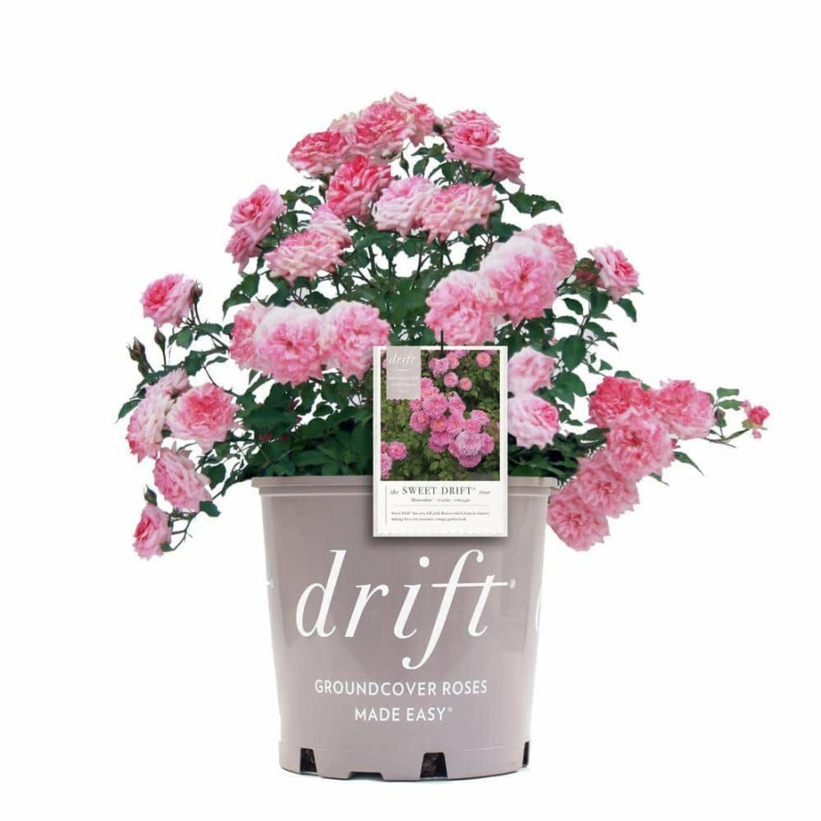 Outdoor Plants * | Brand New 1 Gal. Pink The Sweet Drift Rose Bush With Pink Flowers