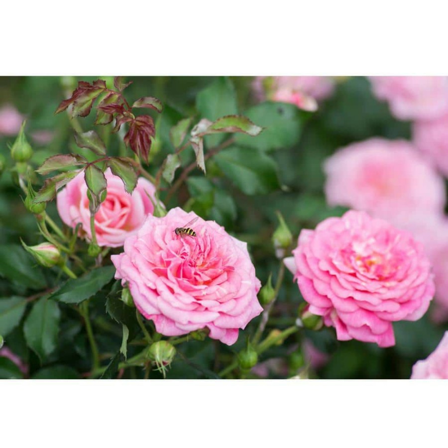 Outdoor Plants * | Brand New 1 Gal. Pink The Sweet Drift Rose Bush With Pink Flowers