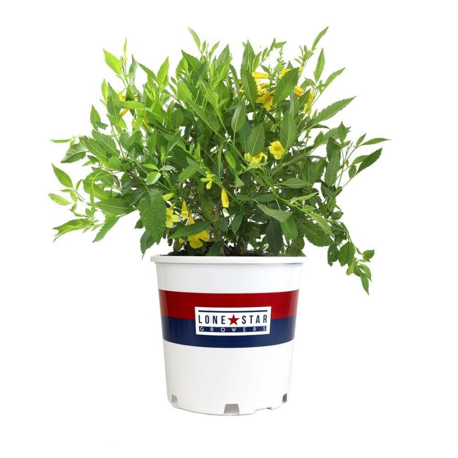 Outdoor Plants * | Brand New Lone Star Growers 8 Qt. Trumpet Bush (Tecoma Hybrid Sun Trumpets) Yellow Blooms By Altman Plants