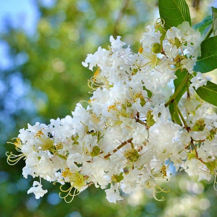 Outdoor Plants * | Best Pirce 3 Gal. Natchez White Crape Myrtle By Unbranded