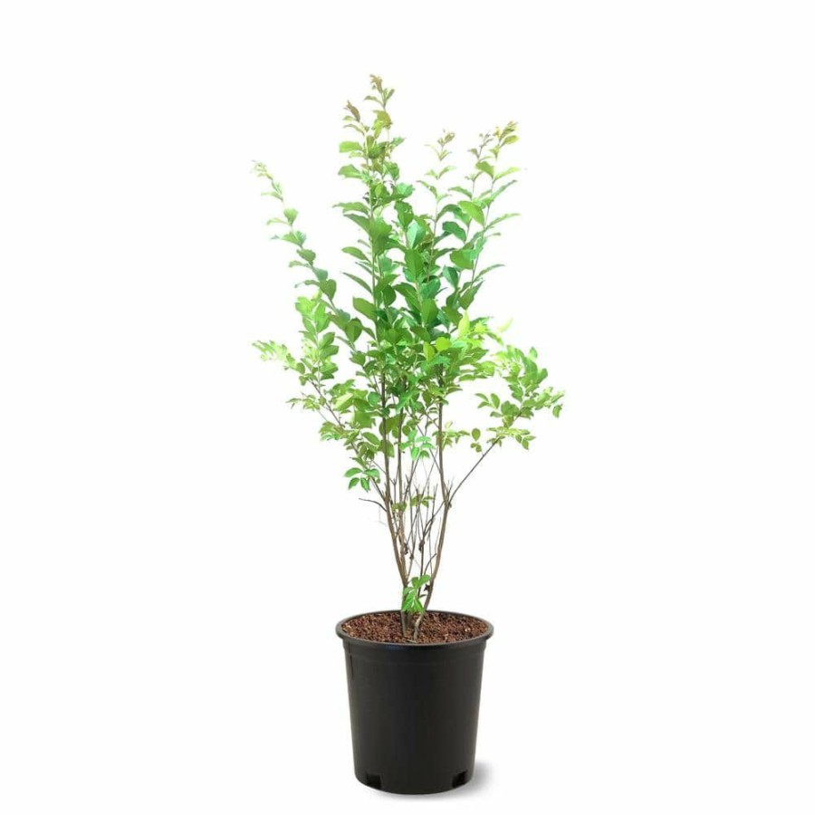 Outdoor Plants * | Best Pirce 3 Gal. Natchez White Crape Myrtle By Unbranded