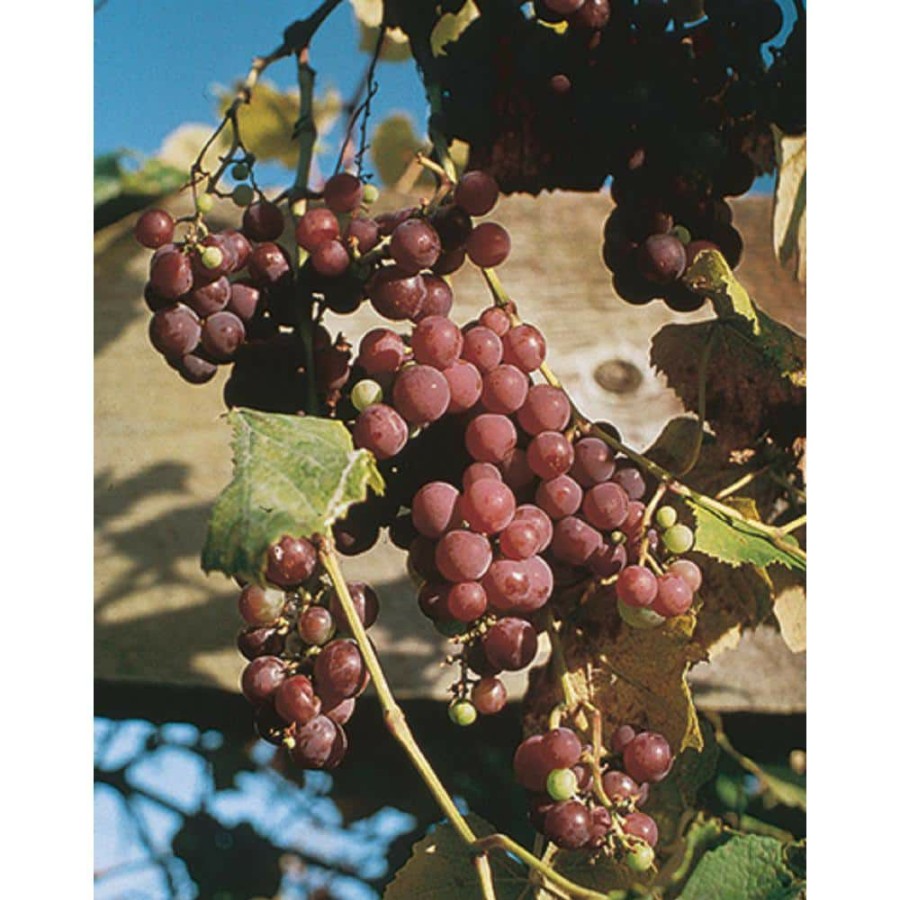 Outdoor Plants * | Best Sale 2 Gal. Catawba Grape Vine (Vitis) Live Fruit-Bearing Potted Plant, Red Seedless Grape Vine (1-Pack) By Bell Nursery