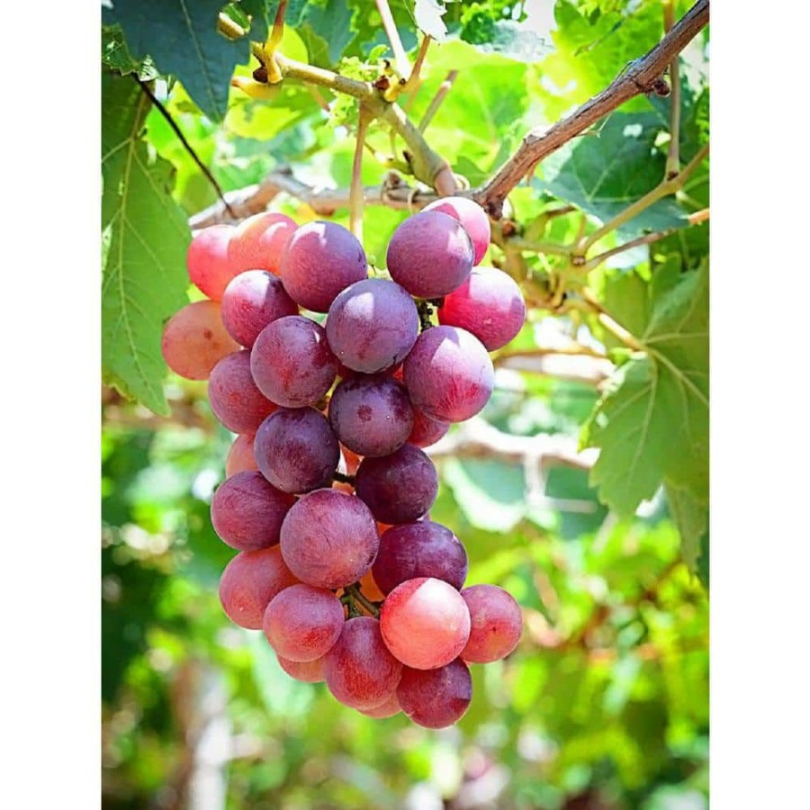 Outdoor Plants * | Best Sale 2 Gal. Catawba Grape Vine (Vitis) Live Fruit-Bearing Potted Plant, Red Seedless Grape Vine (1-Pack) By Bell Nursery