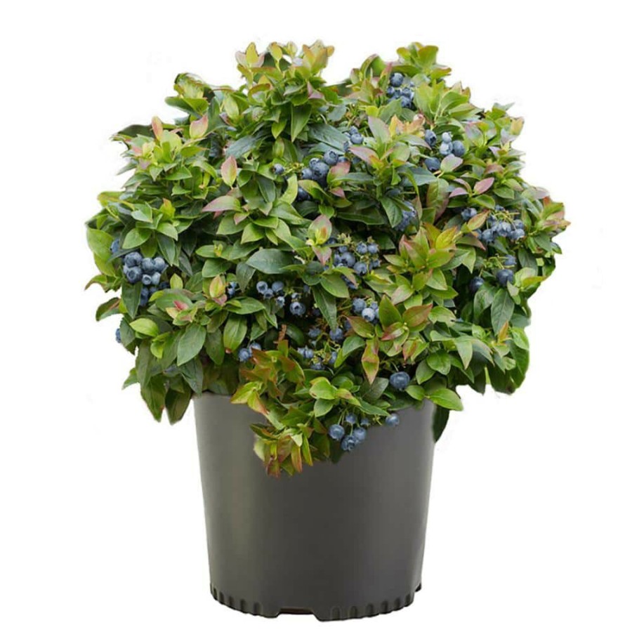 Outdoor Plants * | Best Deal 2.25 Gal. Elliot Blueberry Plant With White Flowers And Green Foliage By Unbranded