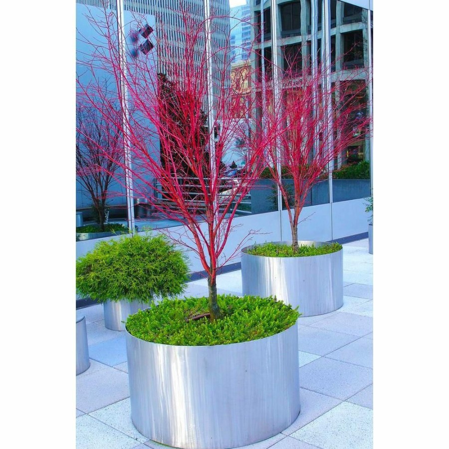 Outdoor Plants * | Flash Sale 2 Gal. Coral Bark Japanese Maple Tree With Brilliant Red-Coral Bark Brightly Displayed Throughout Winter By Online Orchards