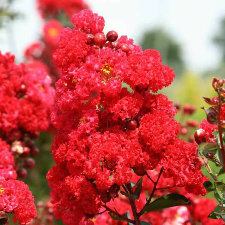 Outdoor Plants * | Deals 3 Gal. Ruffled Red Magic Crape Myrtle Tree By First Editions