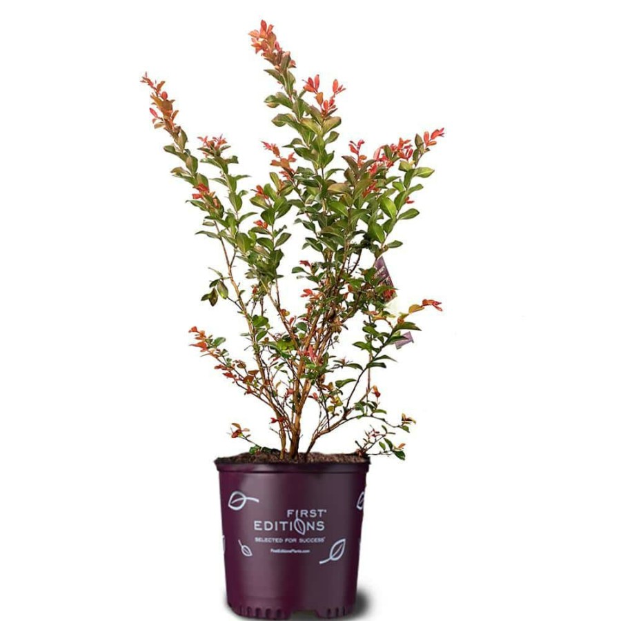 Outdoor Plants * | Deals 3 Gal. Ruffled Red Magic Crape Myrtle Tree By First Editions