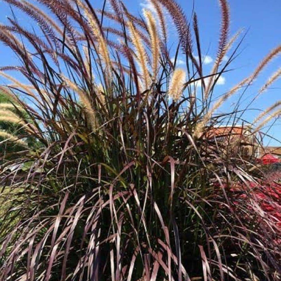 Outdoor Plants * | Hot Sale 2.5 Qt. Purple Fountain Grass (Pennisetum Rubrum) Live Perennial Ornamental Plant By Unbranded