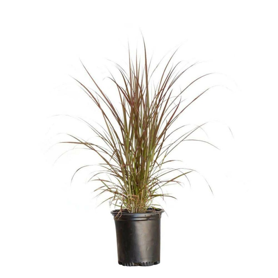 Outdoor Plants * | Hot Sale 2.5 Qt. Purple Fountain Grass (Pennisetum Rubrum) Live Perennial Ornamental Plant By Unbranded