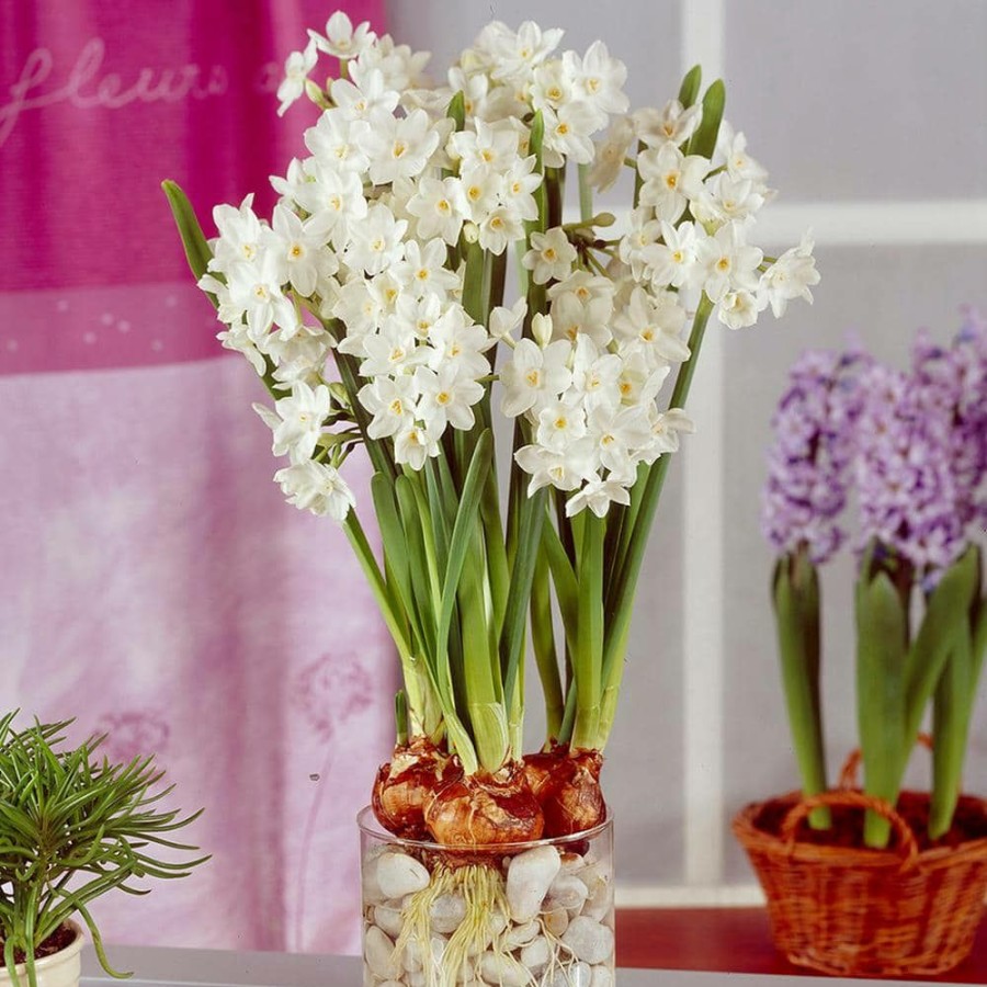 Outdoor Plants * | Top 10 Large Paperwhites (Set Of 12) By Van Zyverden