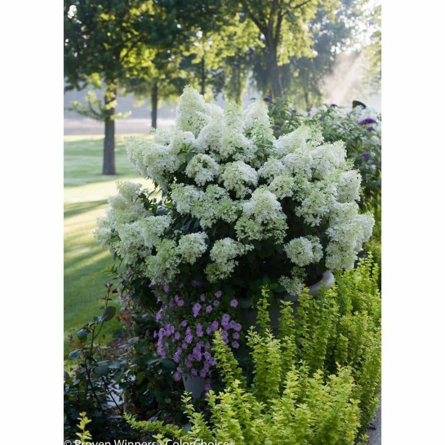 Outdoor Plants * | Best Sale 1 Gal. Bobo Hardy Hydrangea (Paniculata) Live Shrub, White To Pink Flowers By Proven Winners