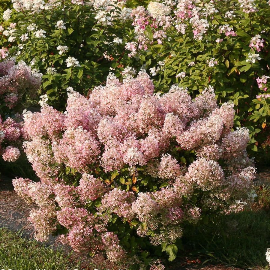 Outdoor Plants * | Best Sale 1 Gal. Bobo Hardy Hydrangea (Paniculata) Live Shrub, White To Pink Flowers By Proven Winners