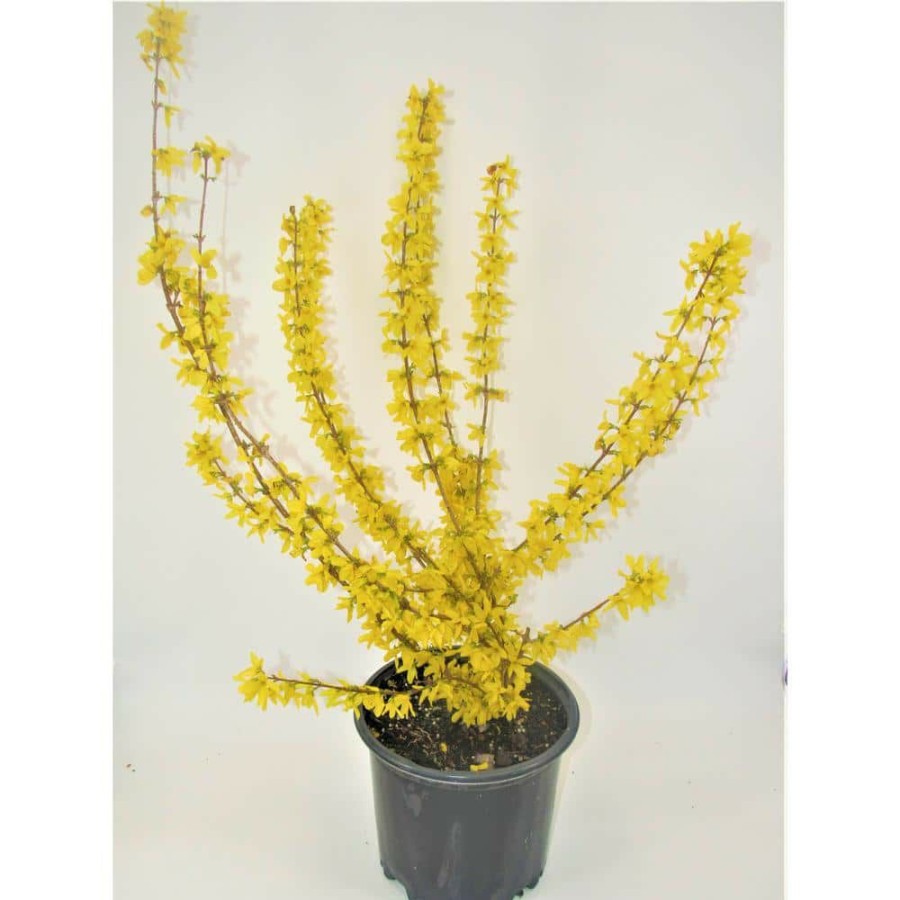 Outdoor Plants * | Hot Sale 3 Gal. Lynwood Gold Forsythia Flowering Shrub With Yellow Flowers By Bell Nursery