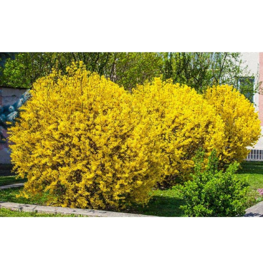 Outdoor Plants * | Hot Sale 3 Gal. Lynwood Gold Forsythia Flowering Shrub With Yellow Flowers By Bell Nursery