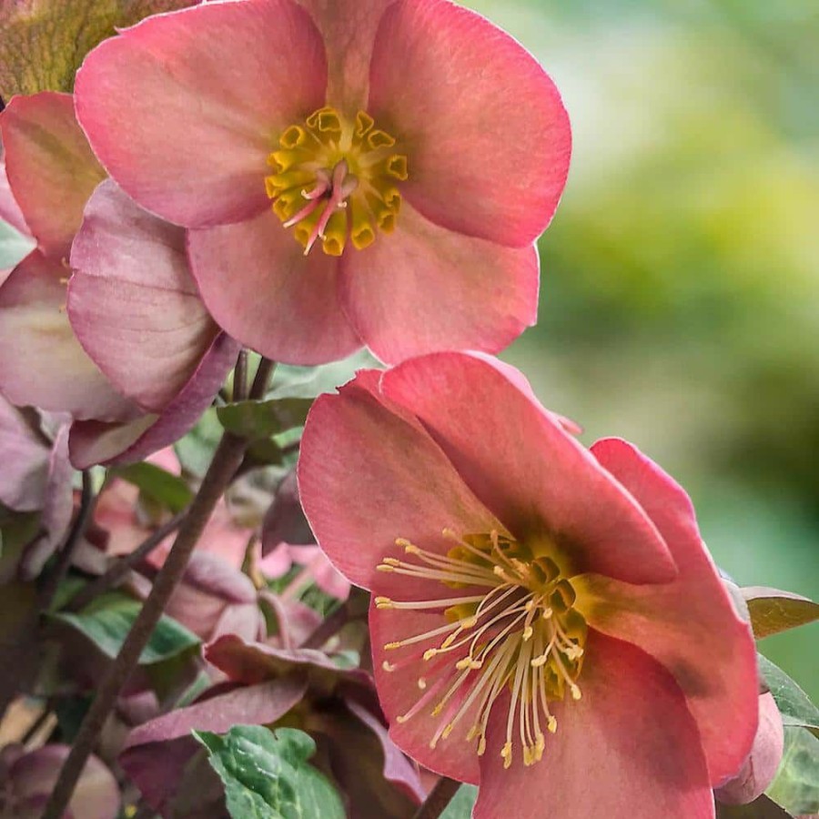 Outdoor Plants * | Best Deal 4 In. Pot Pink Flowers Penny'S Pink Frostkiss Lenten Rose (Helleborus) Live Potted Perennial Plant (1-Pack) By Spring Hill Nurseries