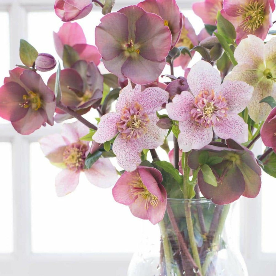 Outdoor Plants * | Best Deal 4 In. Pot Pink Flowers Penny'S Pink Frostkiss Lenten Rose (Helleborus) Live Potted Perennial Plant (1-Pack) By Spring Hill Nurseries