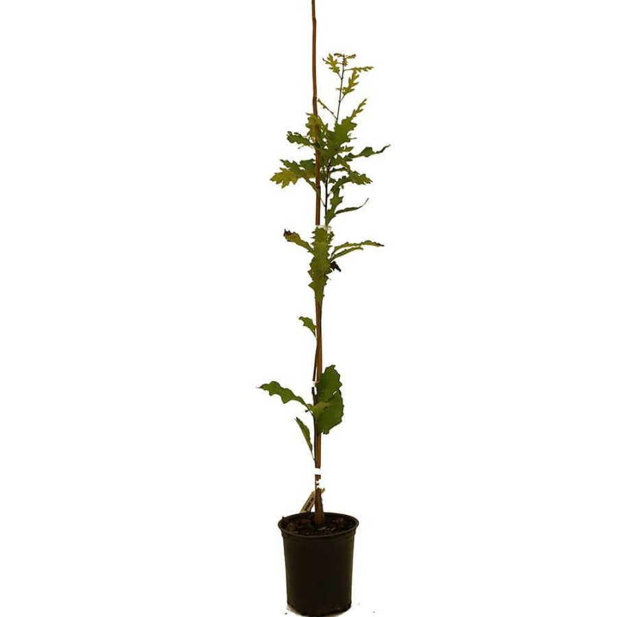 Outdoor Plants * | Flash Sale Shumard Oak By Unbranded