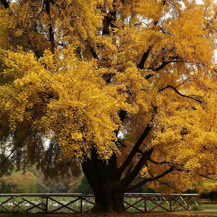 Outdoor Plants * | Cheap #5 Pot Gingko Biloba Deciduous Shade Tree By Unbranded