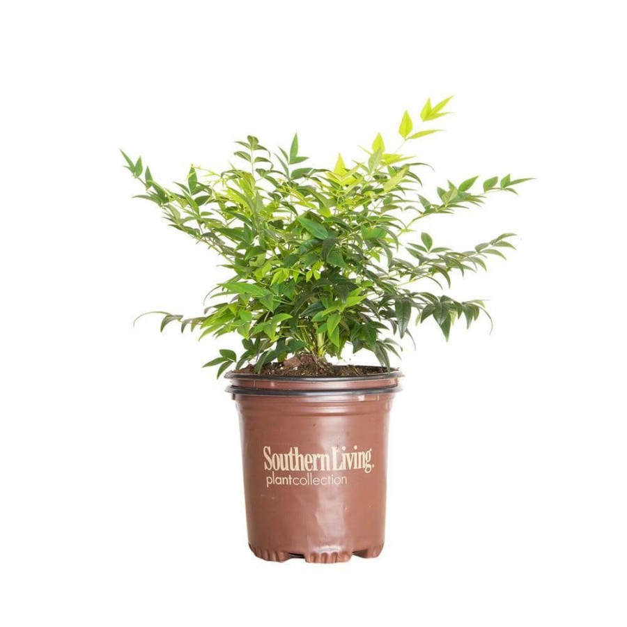 Outdoor Plants * | Brand New 2.5 Qt. Lemon Lime Nandina, Live Evergreen Shrub, Lime Green New Foliage By Southern Living Plant Collection