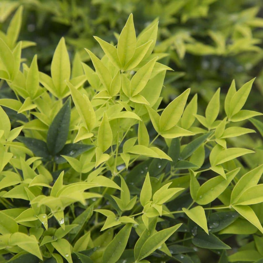 Outdoor Plants * | Brand New 2.5 Qt. Lemon Lime Nandina, Live Evergreen Shrub, Lime Green New Foliage By Southern Living Plant Collection