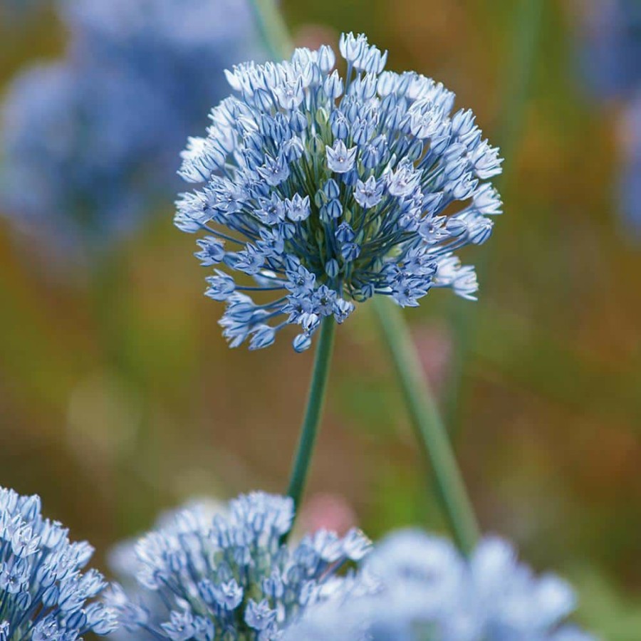 Outdoor Plants * | Brand New Allium Bulbs Azureum Blue Globe Onions (Set Of 25) By Van Zyverden