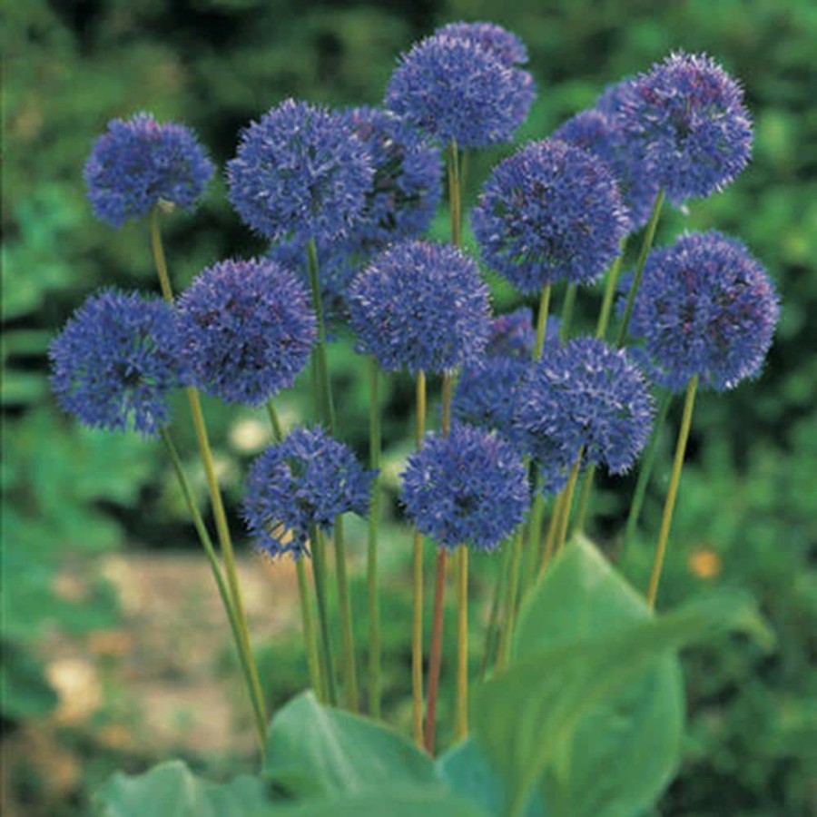 Outdoor Plants * | Brand New Allium Bulbs Azureum Blue Globe Onions (Set Of 25) By Van Zyverden