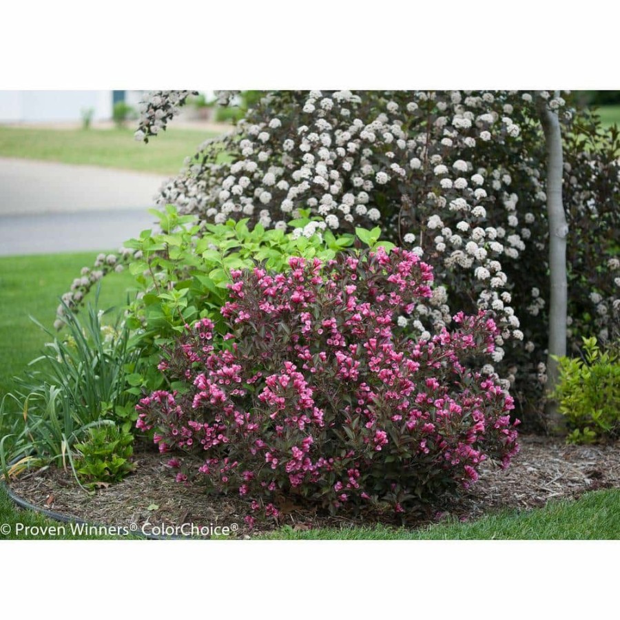 Outdoor Plants * | Top 10 1 Gal. Wine And Roses Reblooming Weigela (Florida) Live Shrub, Pink Flowers And Dark Purple Foliage By Proven Winners