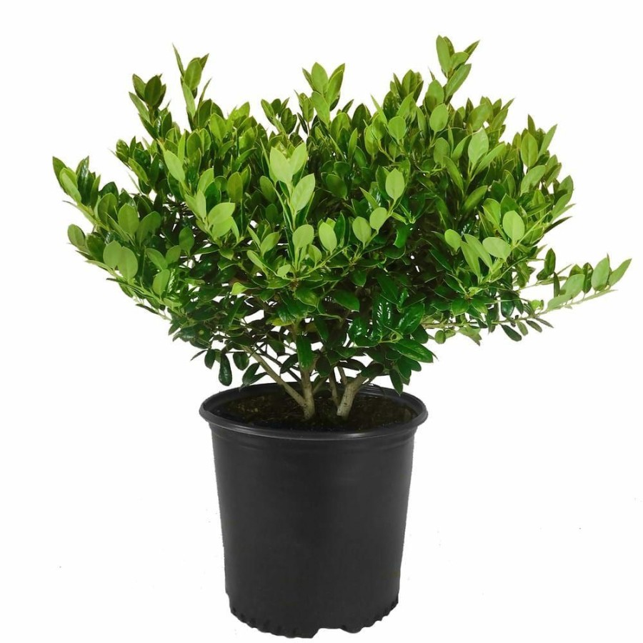 Outdoor Plants * | Wholesale 2.25 Gal. Dwarf Burford Holly Shrub With Dark Green Foliage By Unbranded