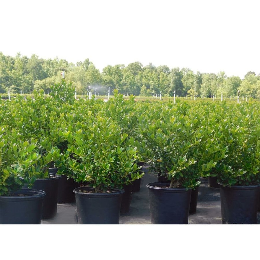 Outdoor Plants * | Wholesale 2.25 Gal. Dwarf Burford Holly Shrub With Dark Green Foliage By Unbranded