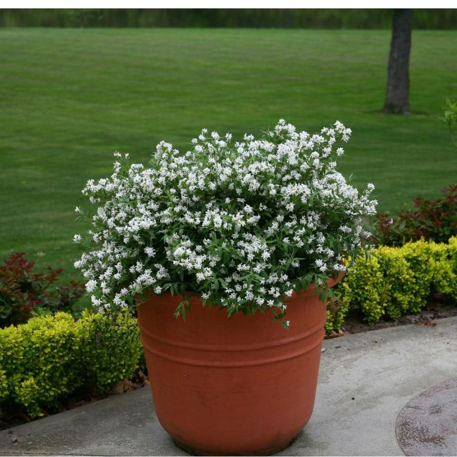 Outdoor Plants * | Discount 4.5 In. Qt. Yuki Snowflake (Deutzia) Live Shrub, White Flowers By Proven Winners