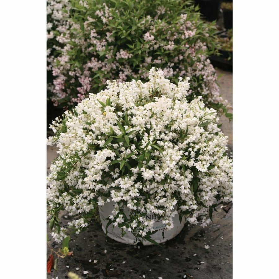 Outdoor Plants * | Discount 4.5 In. Qt. Yuki Snowflake (Deutzia) Live Shrub, White Flowers By Proven Winners