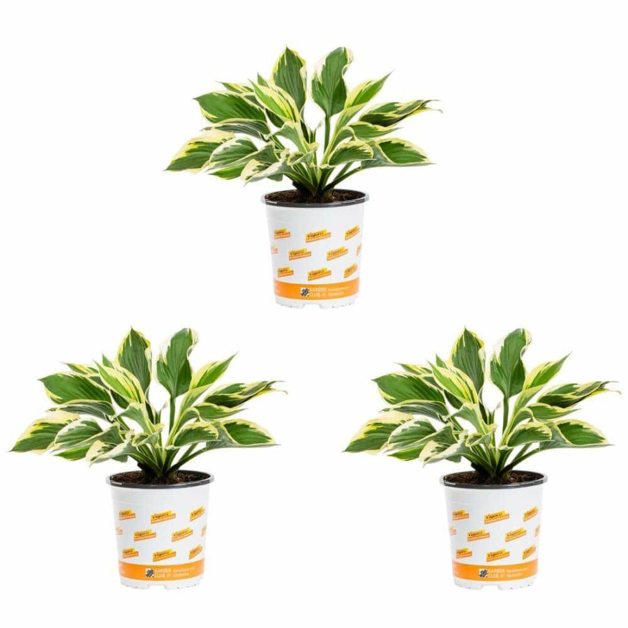 Outdoor Plants * | Flash Sale 2.5 Qt. Green Variegated Minuteman Hosta Perennial Plant (3-Pack) By Vigoro