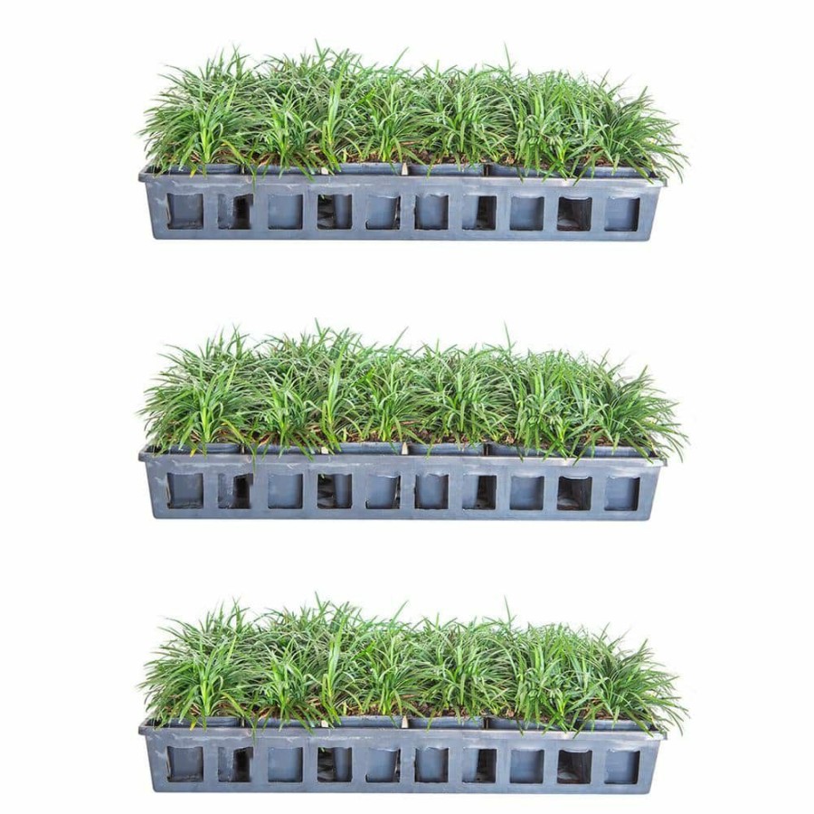 Outdoor Plants * | Cheap Dwarf Mondo Grass 3 1/4 In. Pots (54-Pack) Groundcover Plant By Flowerwood