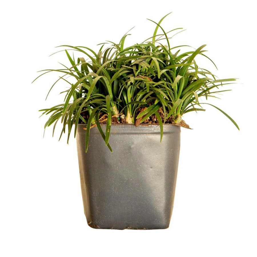 Outdoor Plants * | Cheap Dwarf Mondo Grass 3 1/4 In. Pots (54-Pack) Groundcover Plant By Flowerwood